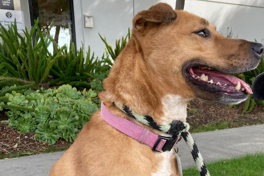 Myths About Fostering or Adopting Large Breed Dogs