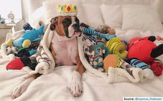 Help us with dog supplies we donate!