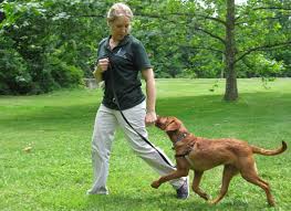 Sponsor 1/2 the cost of a dog's training session!